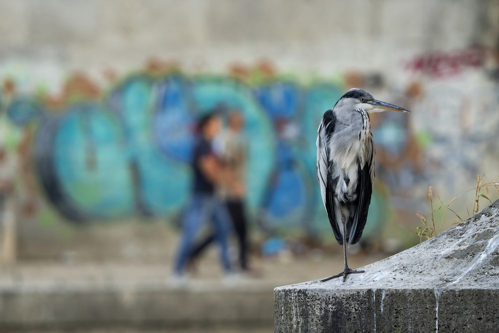 Street heron