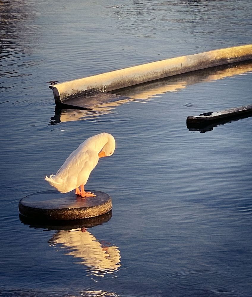 Photograph by Наталья Самород