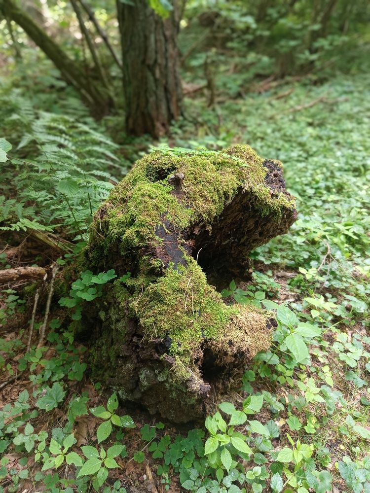 Photo #13725401