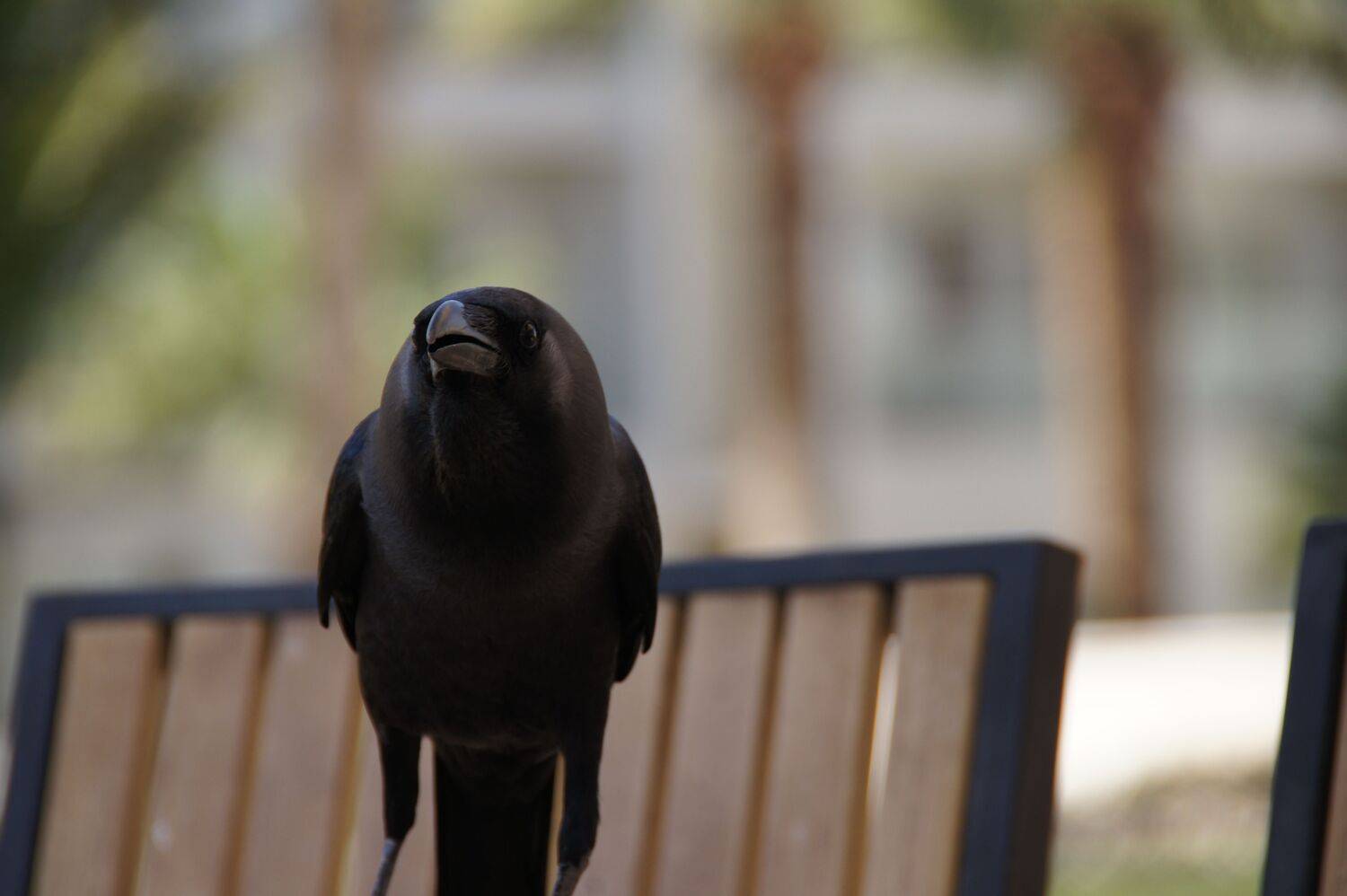 Photo #13725446