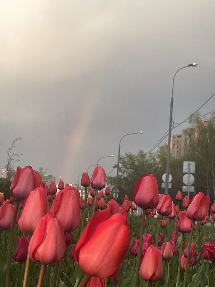 Фотография автора Диана Алиева