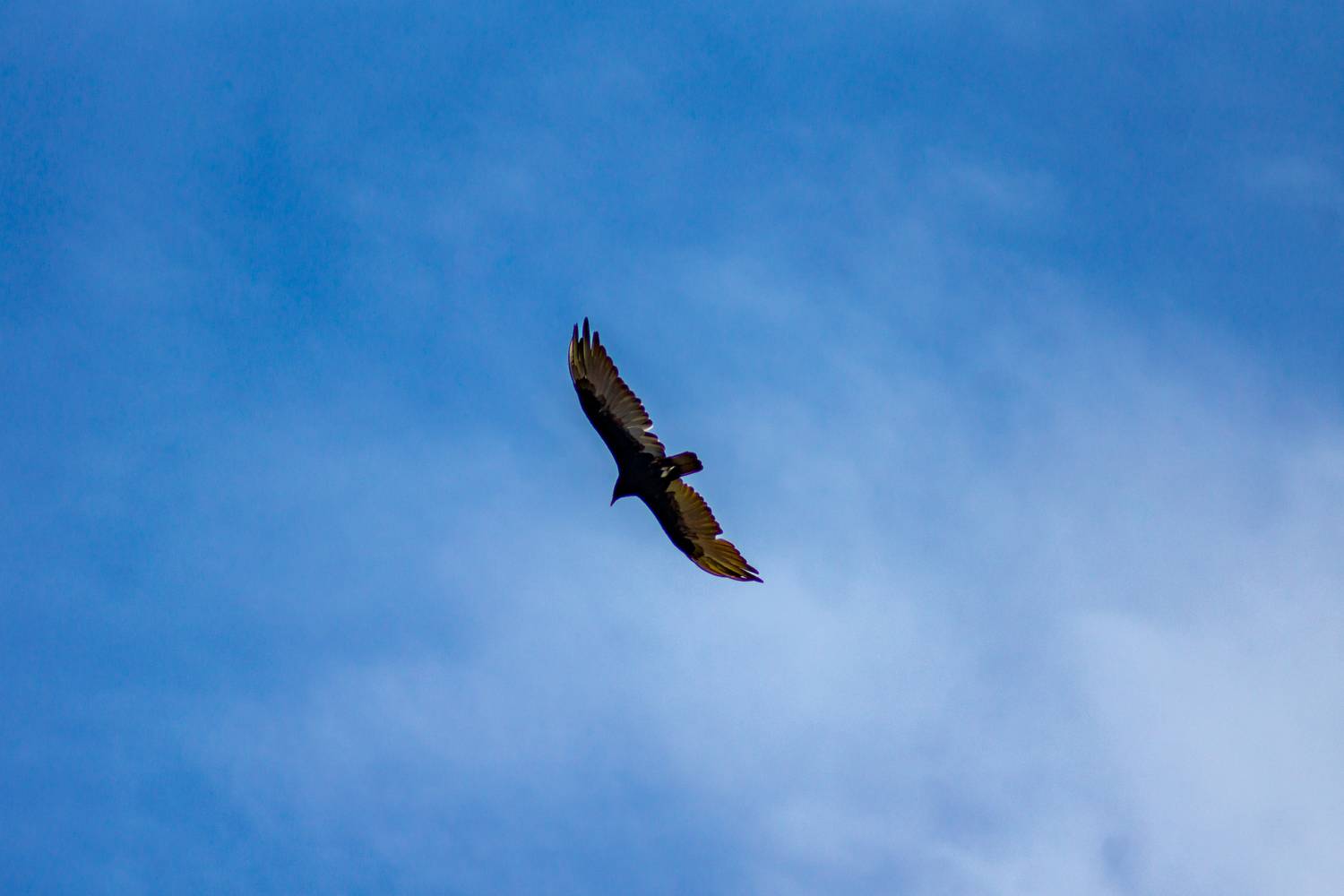 Photo #13725839