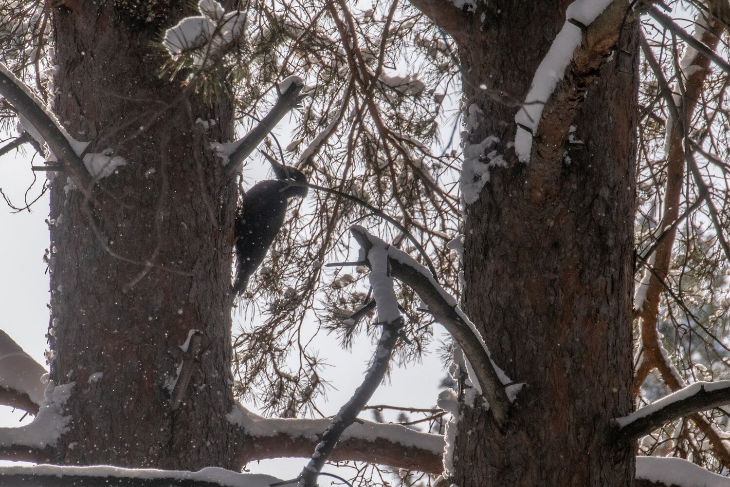 Photo #13726046