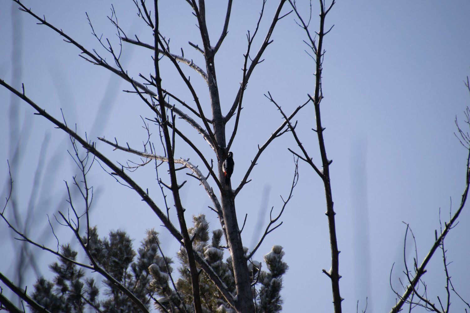 Photo #13726050