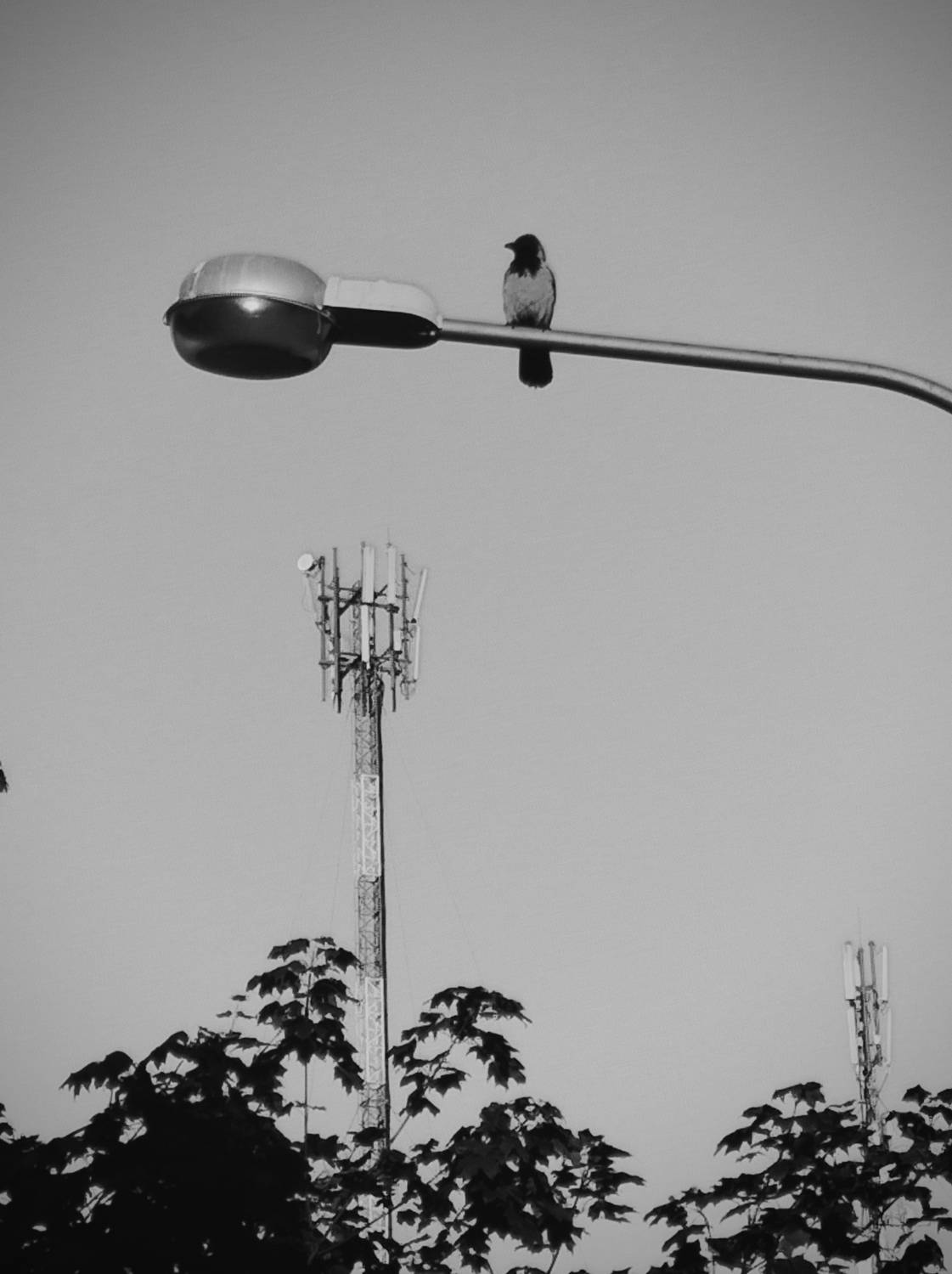 Photo #13726123