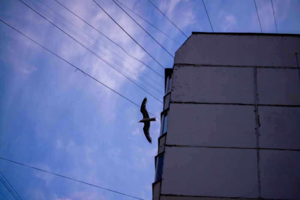Photo #13726256