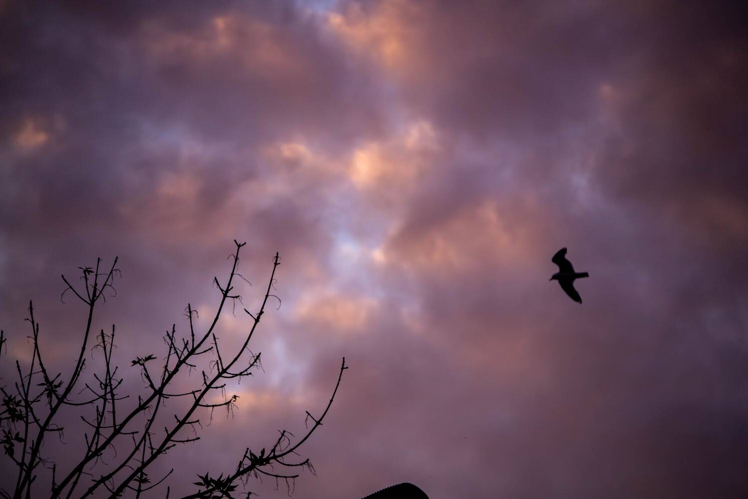 Photo #13726257