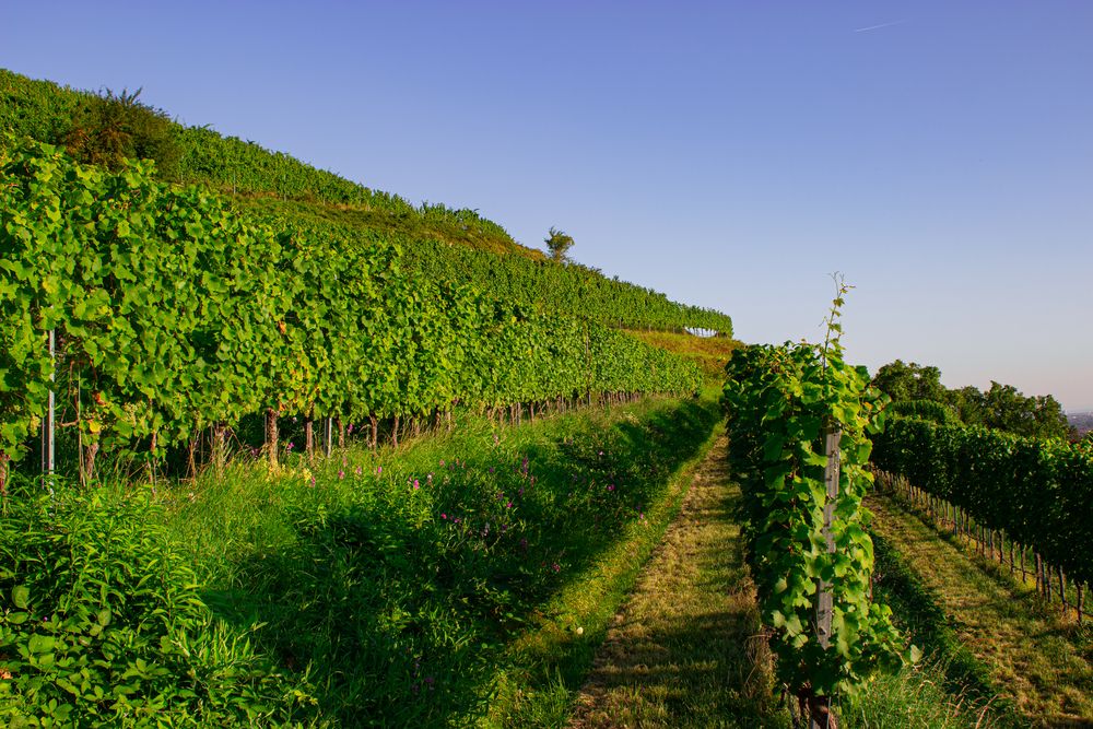 A spectacular wide landscape photograph showing lush green rows of grape vine vitis vinifera growing on hills under a clear blue sky