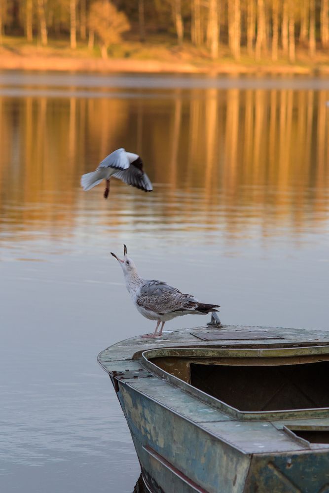 Photo #13726783