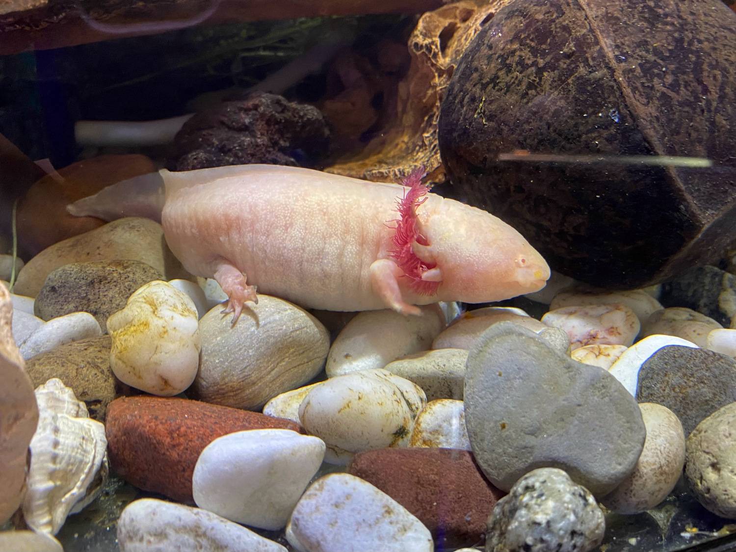Мексиканская амбистома