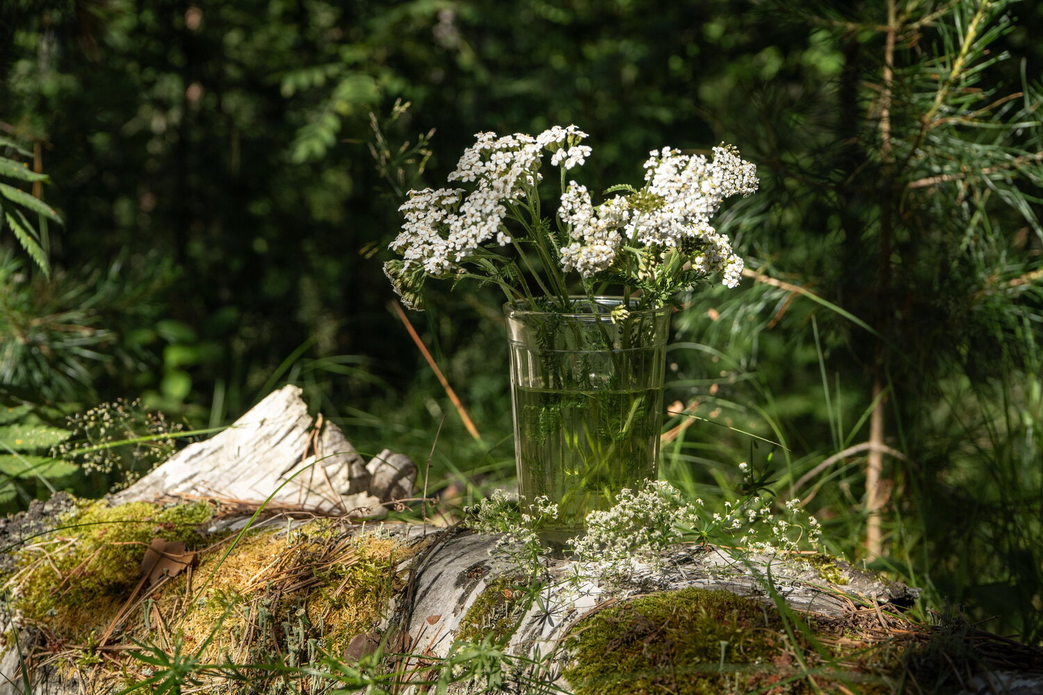 Лесной натюрморт с белыми цветами