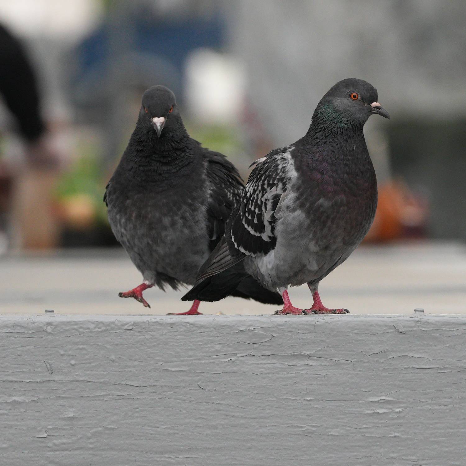 Photo #13726942