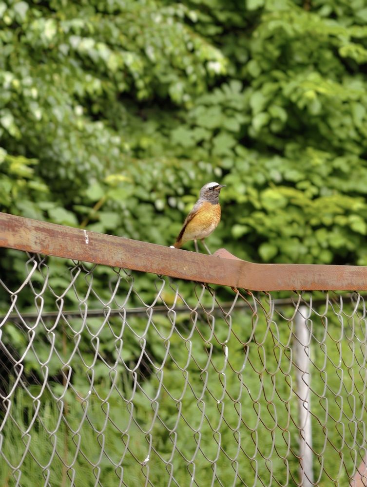 Photo #13727079