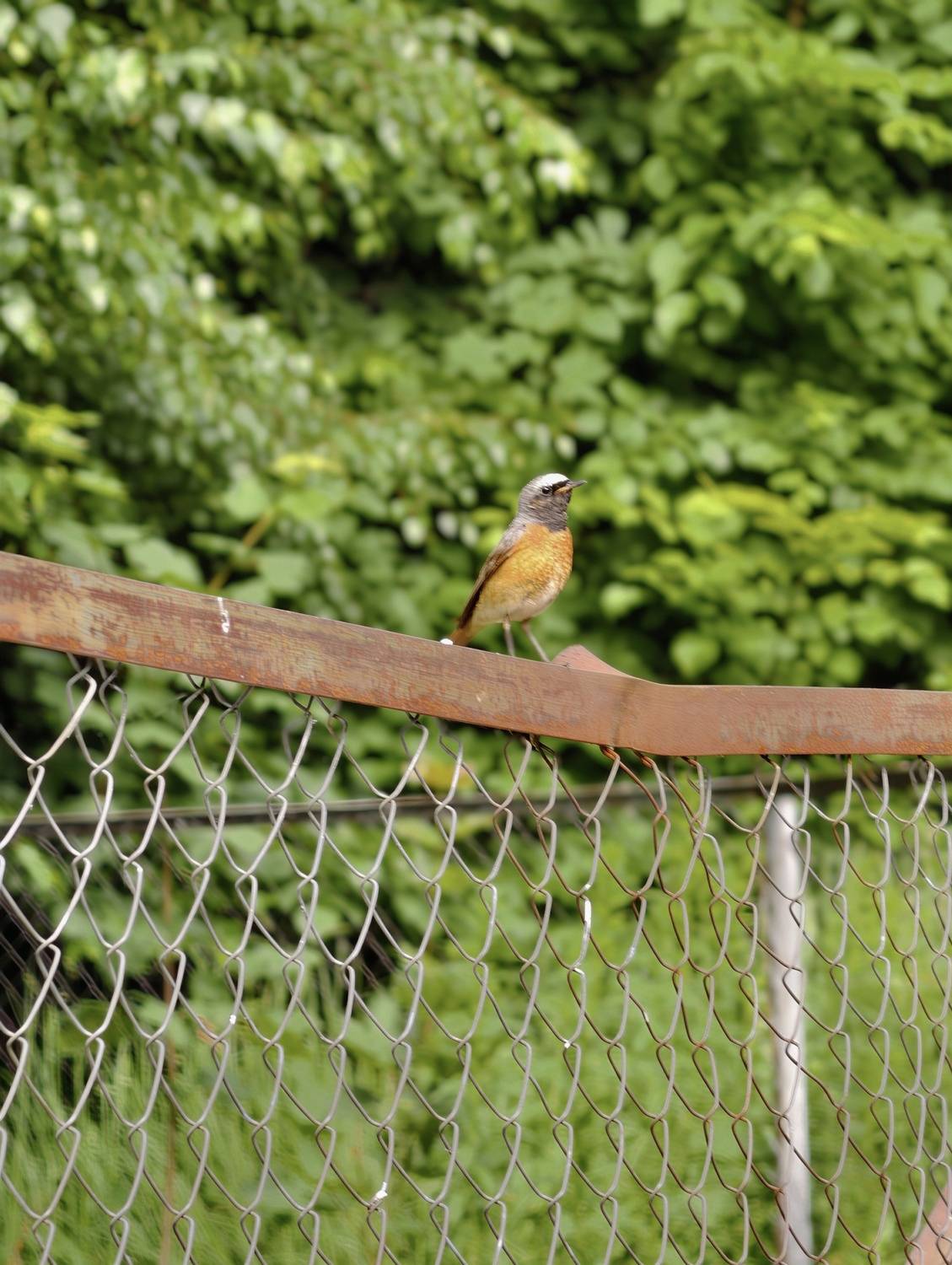 Photo #13727079