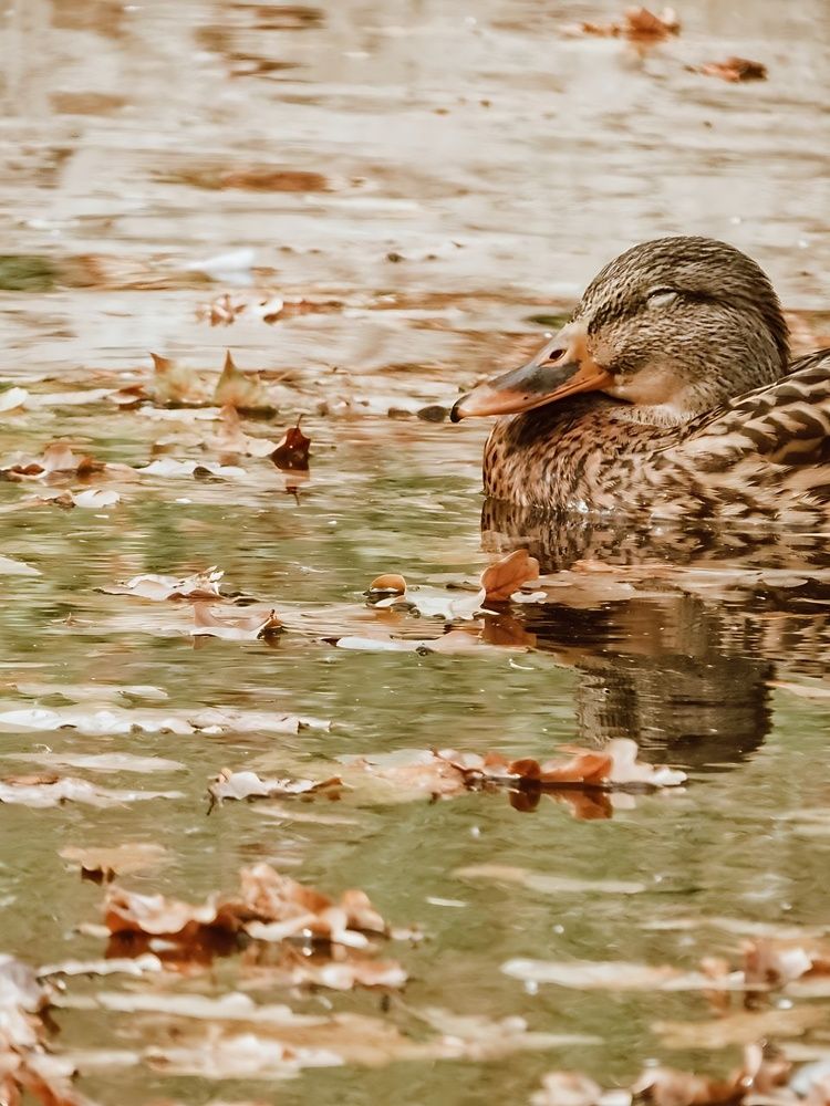 Autumn Bird