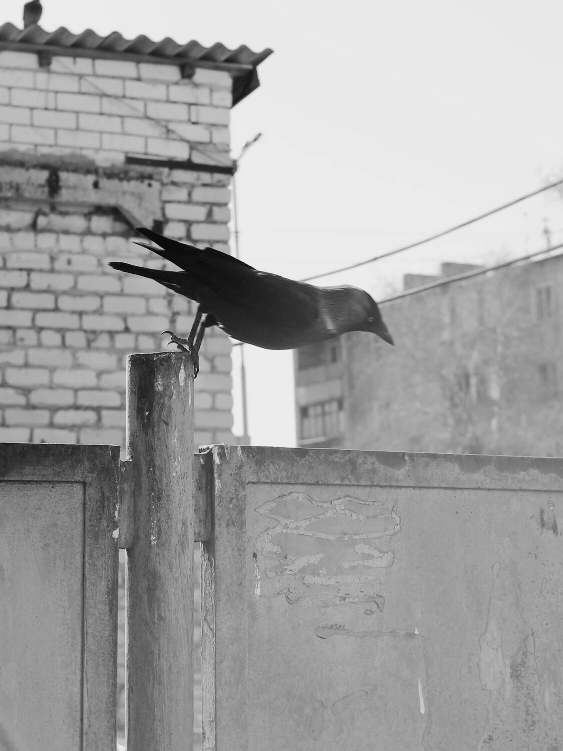 Photo #13727419