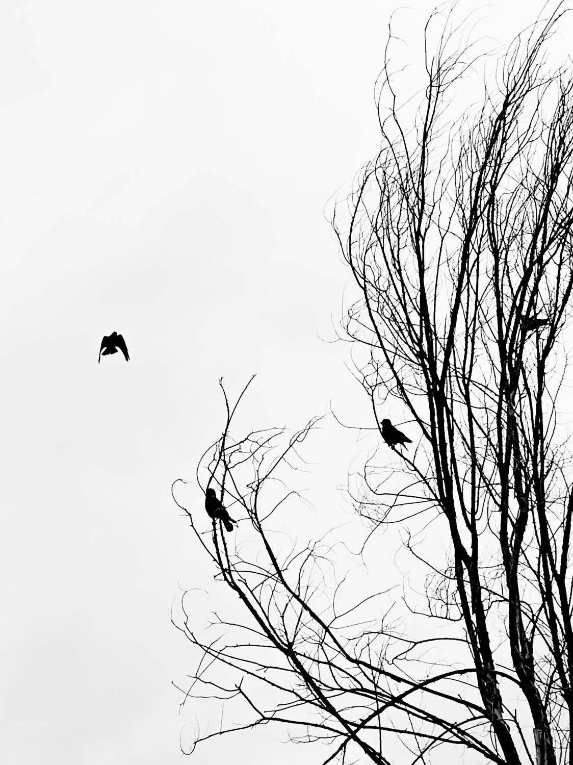 Photo #13727433