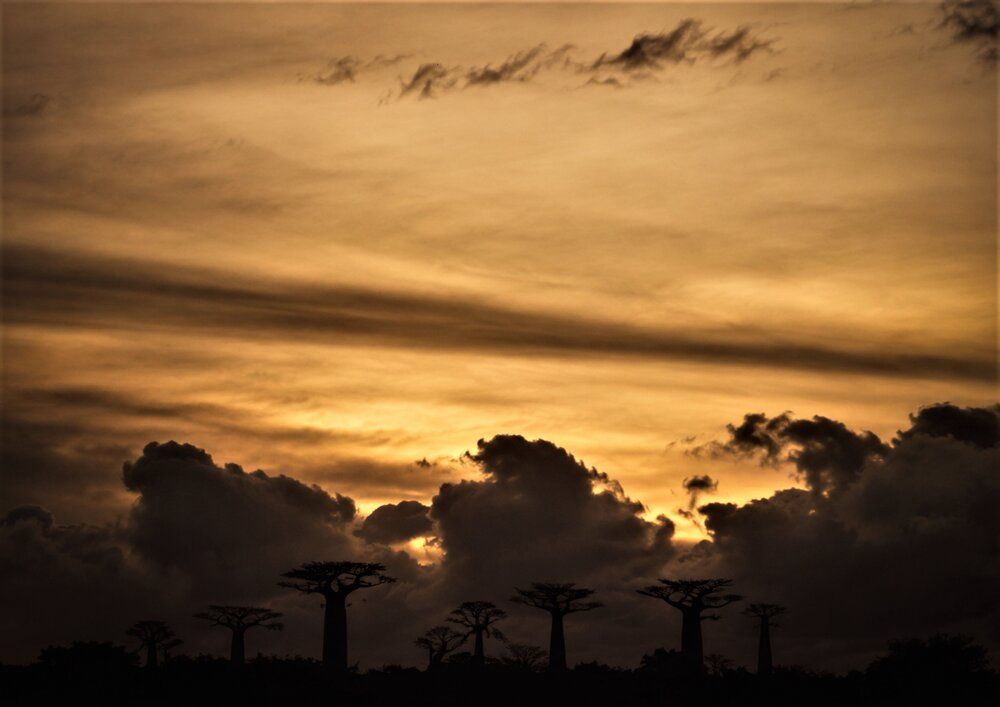 Sentinels of the Twilight