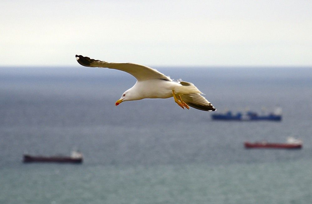 Photograph by NIKOLAY GORBUNOV