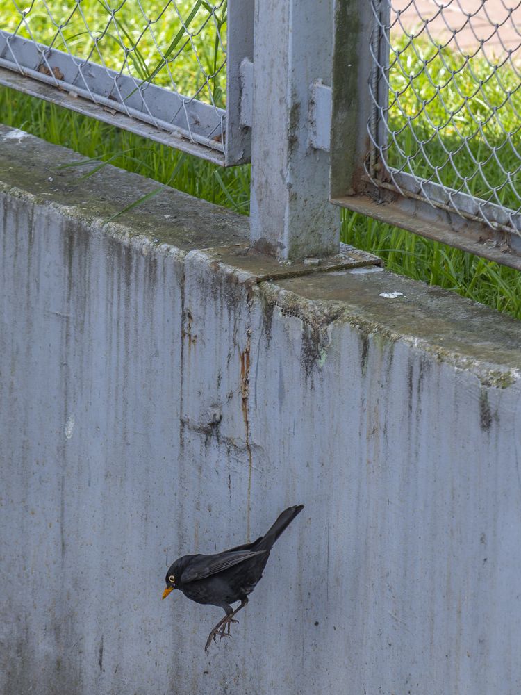 Photo #13727626