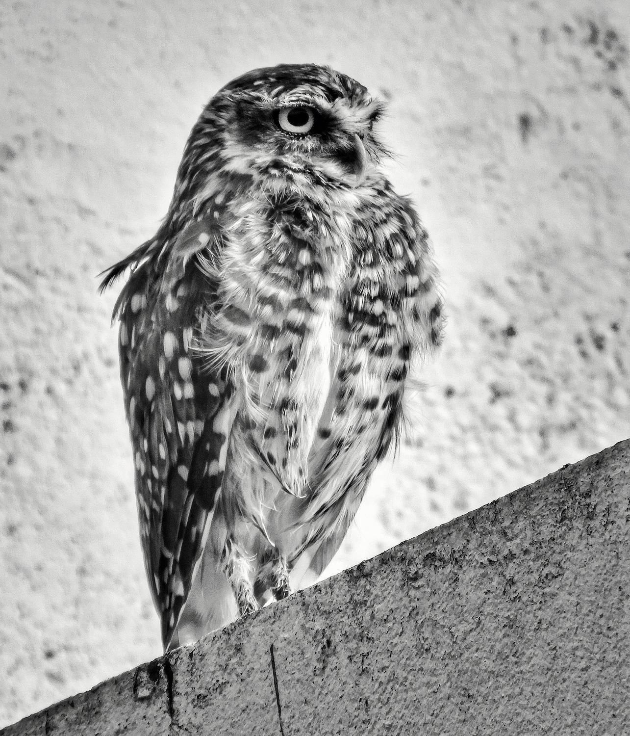 Photo #13727666
