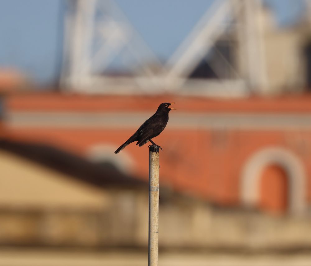 Photograph by Puppi marco