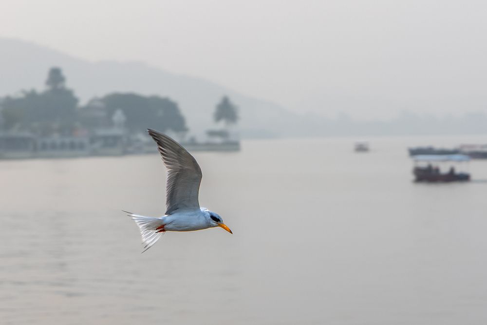 Photograph by Dhananjay Thakur