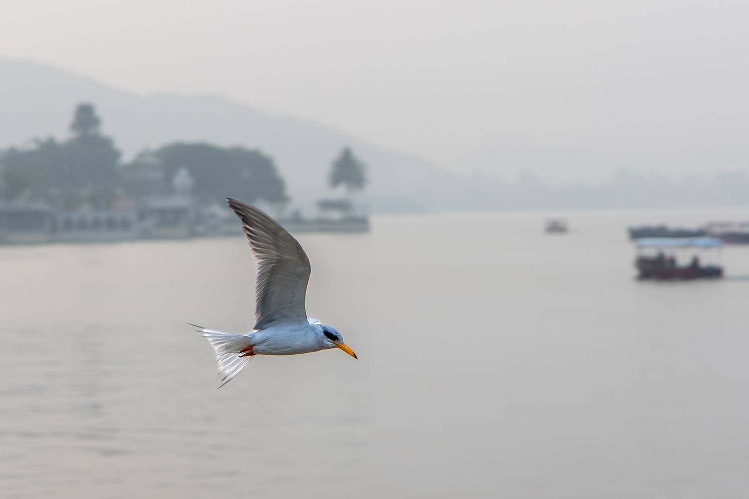 Photo #13727803