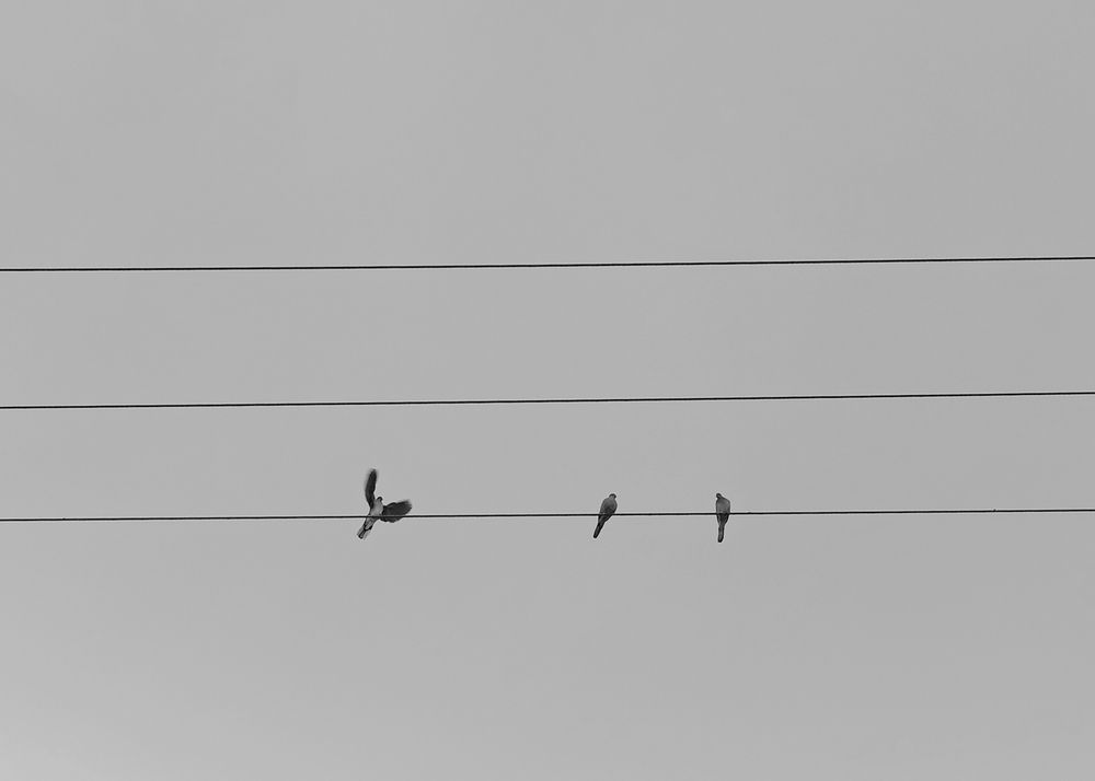Photo #13727940