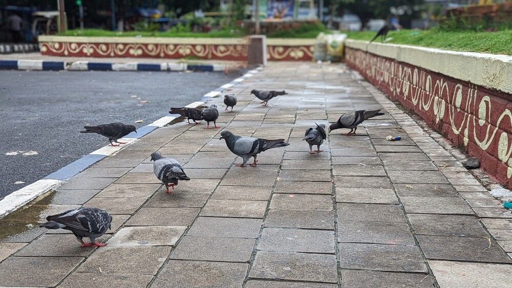 Photograph by Partha Ghosh