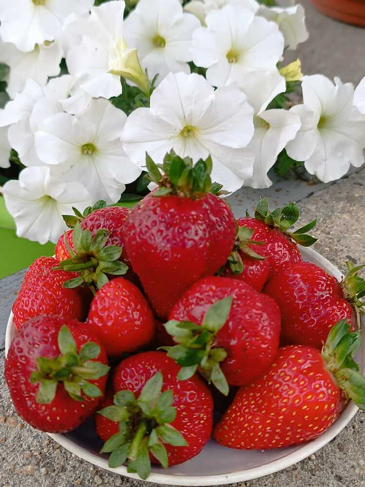 Photograph by Елена Колышева