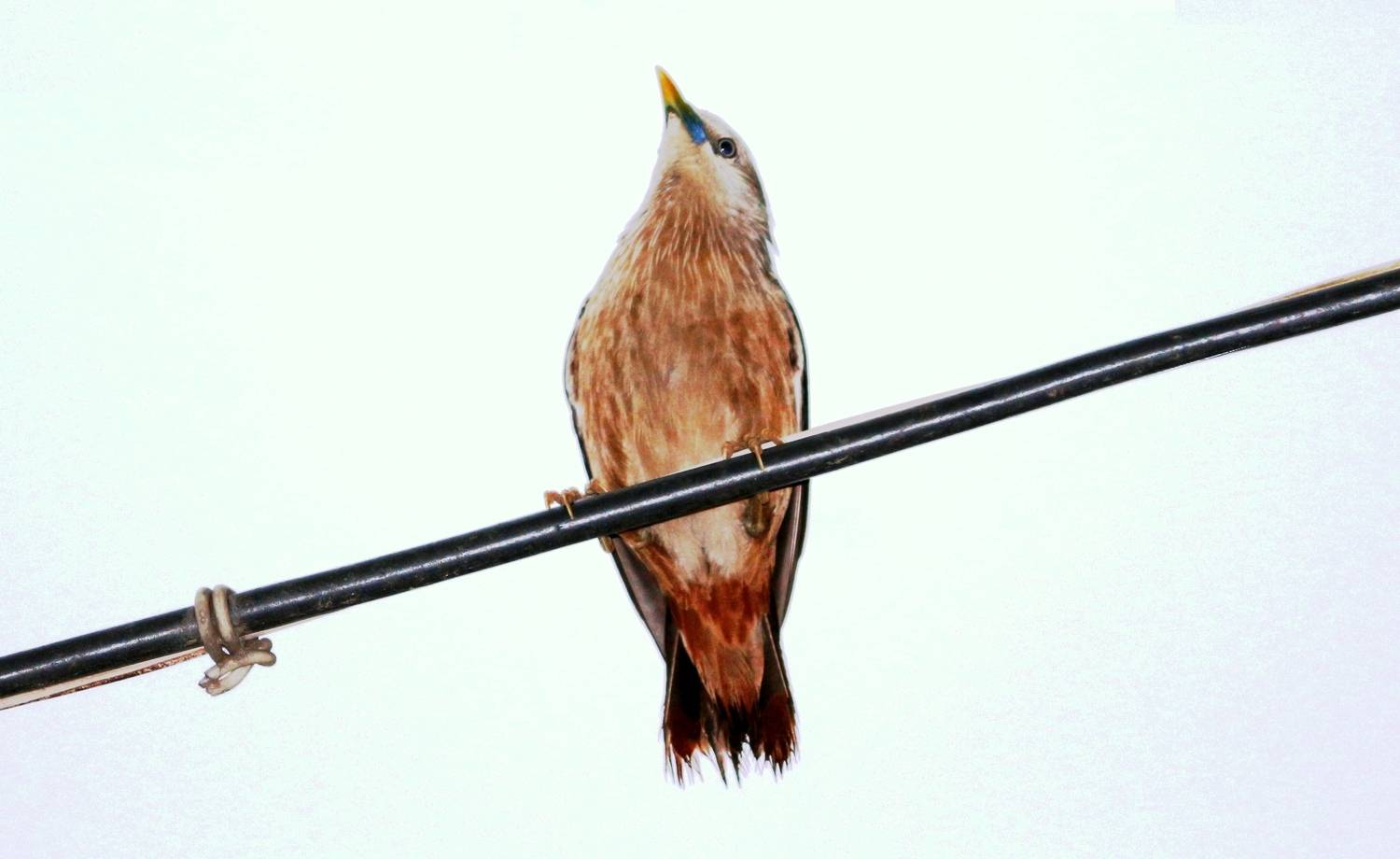 ID: Chestnut Tailed Starling