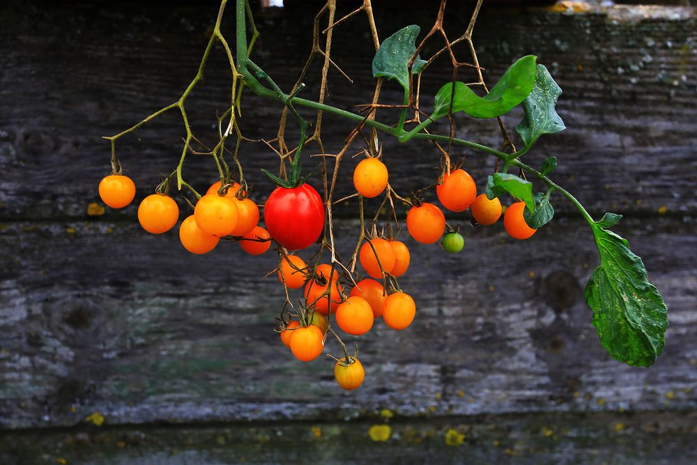 Photograph by Николай Протасеня