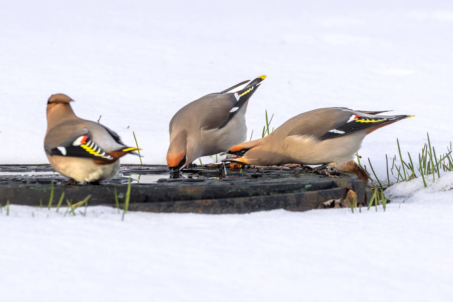 Фотография #13728513