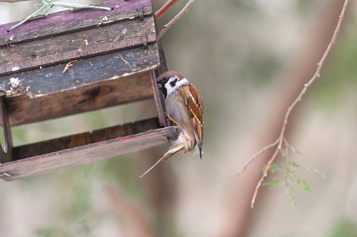 Photo #13728636