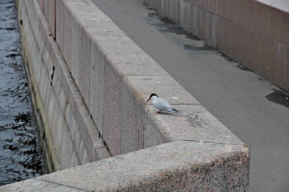 Photo #13728772
