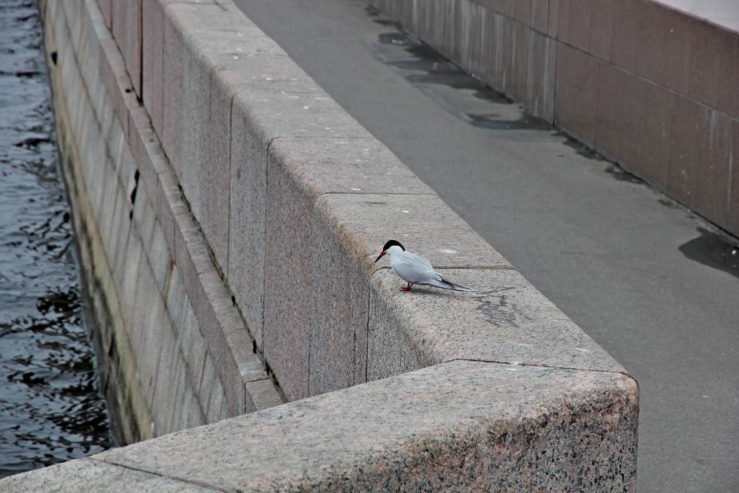 Photo #13728772