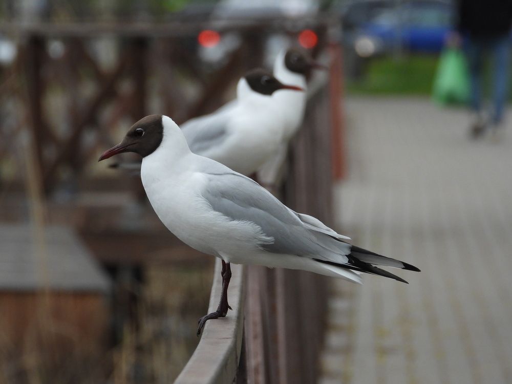 Photograph by Газеев Семён