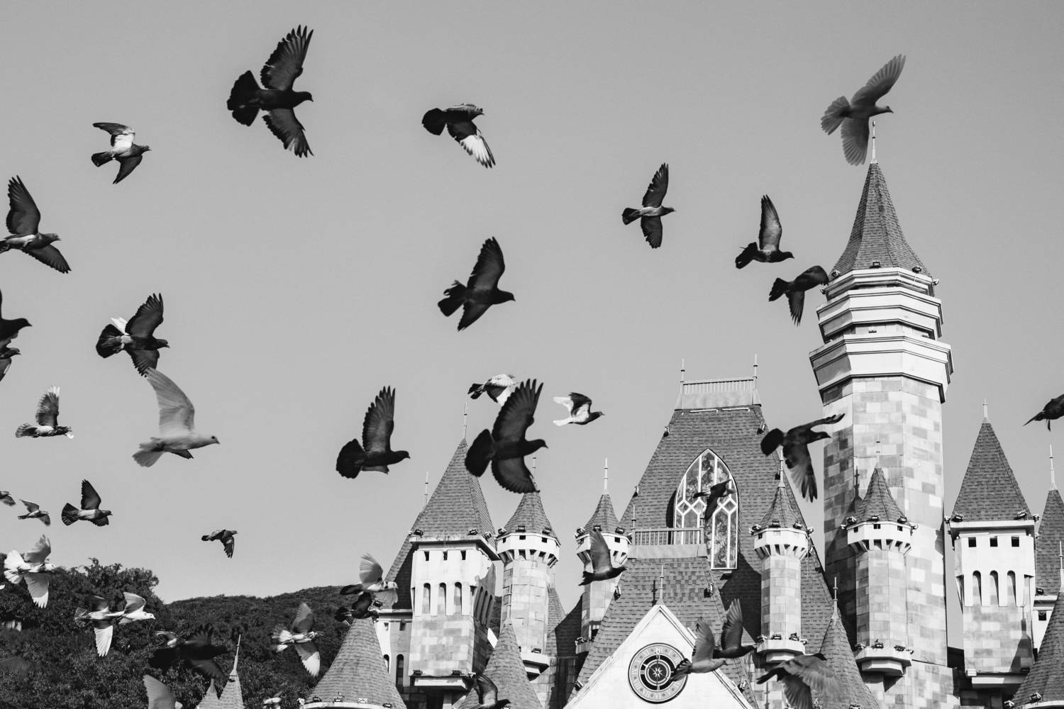 Photo #13728867