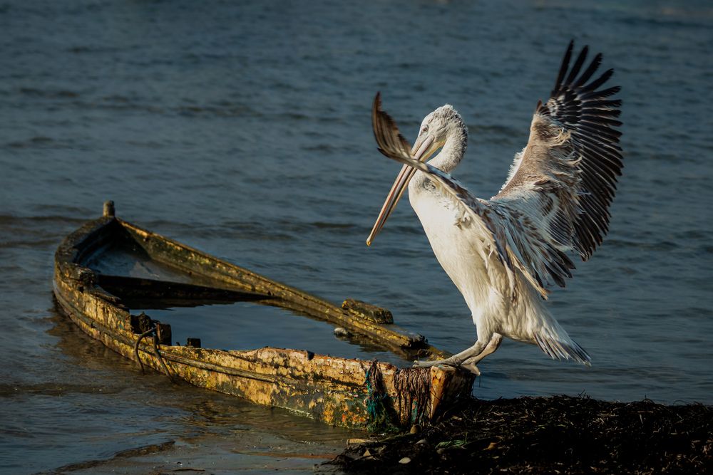 Photograph by ibrahim UTANIR