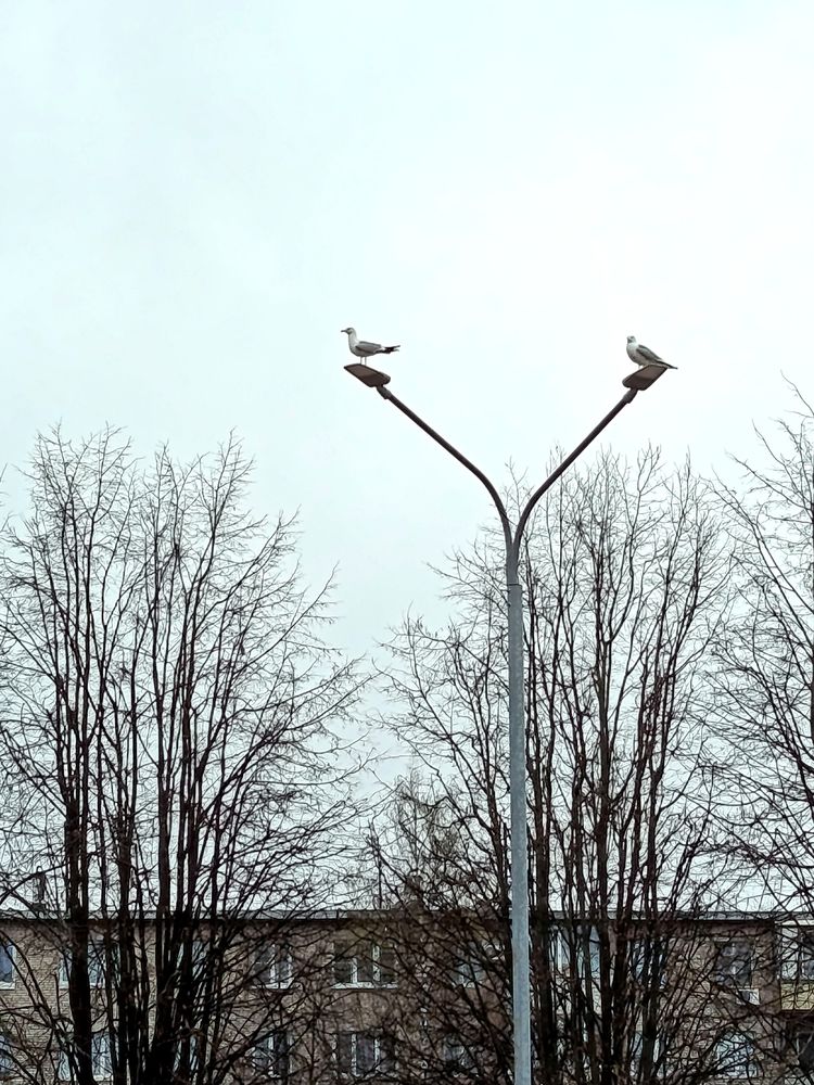 Photo #13728948