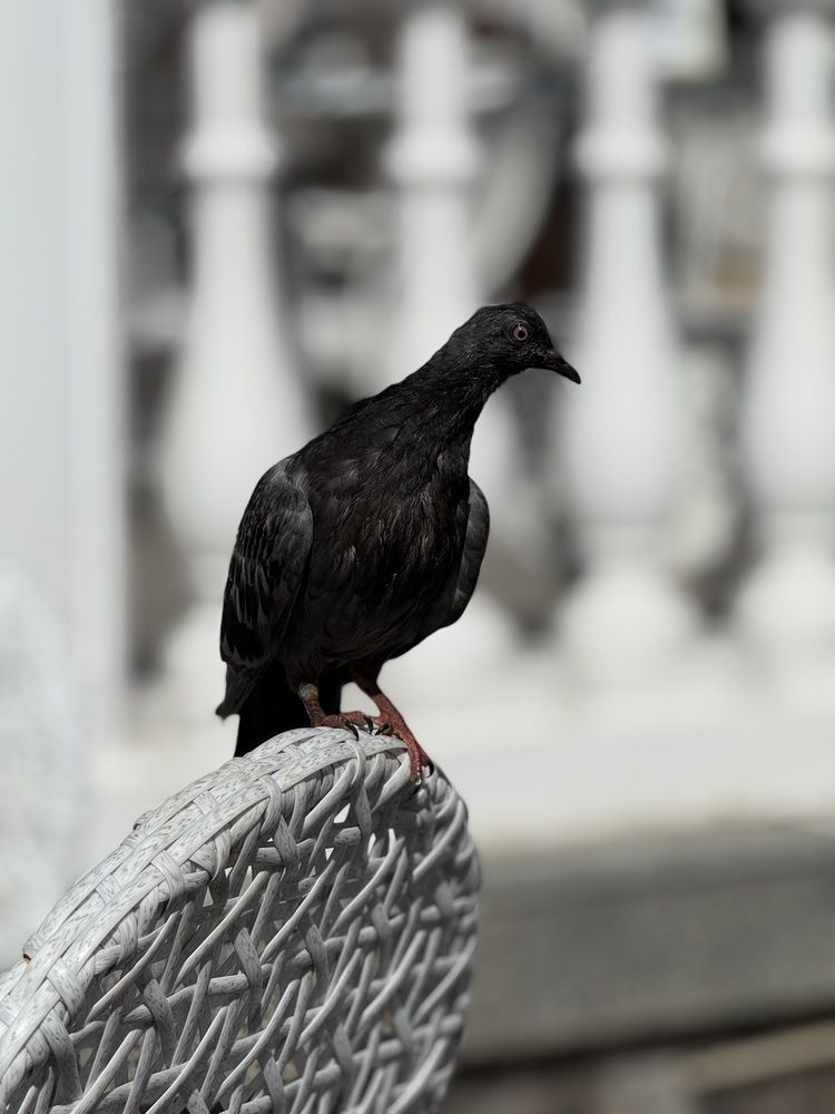 Photograph by Ирина Голомб