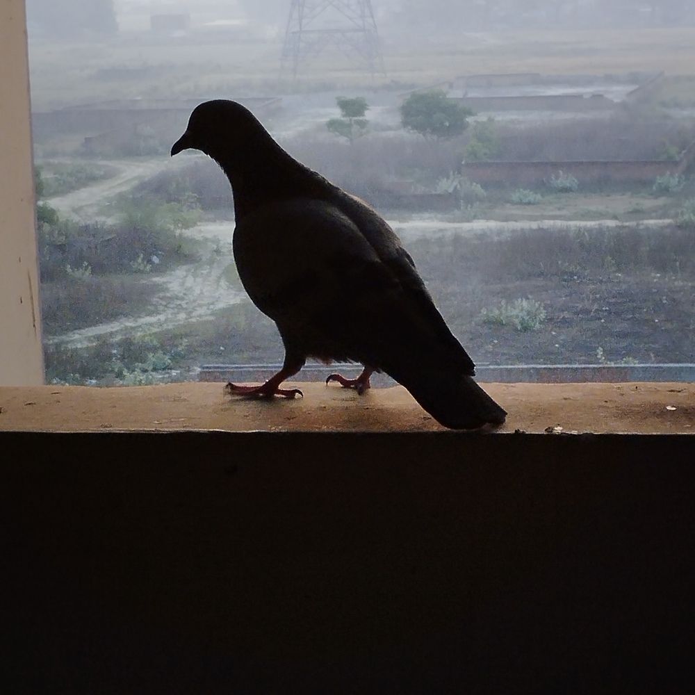Photo #13729278