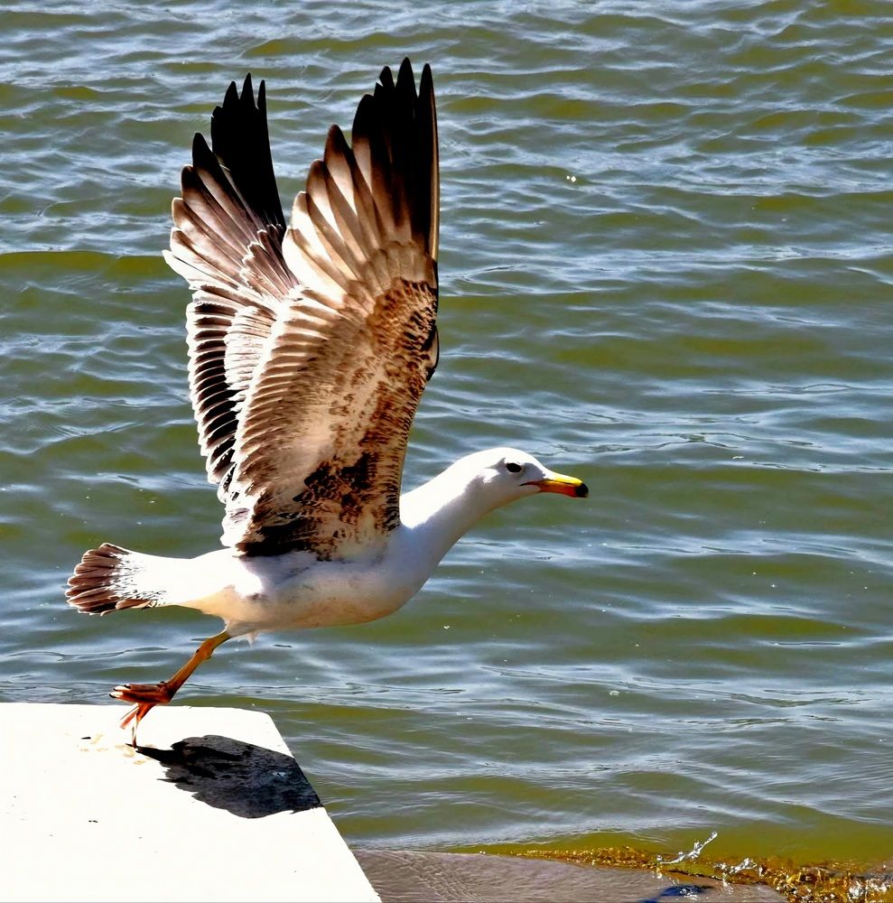 Photograph by Елена Василева