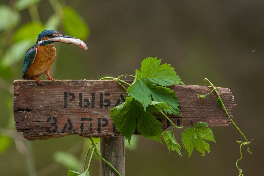 Photograph by Чибиркин Александр