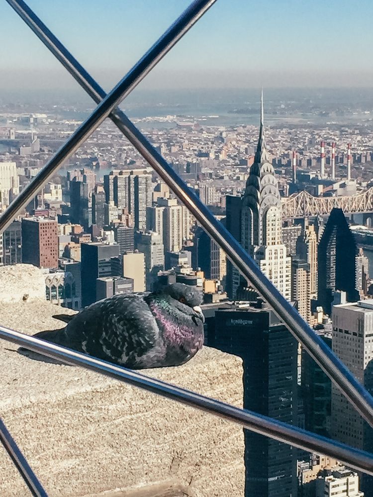 Empire State Building Dove