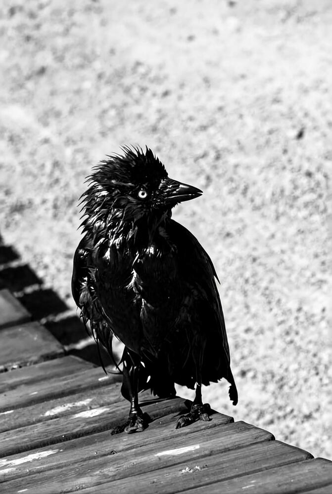 Photograph by Julia Celminska
