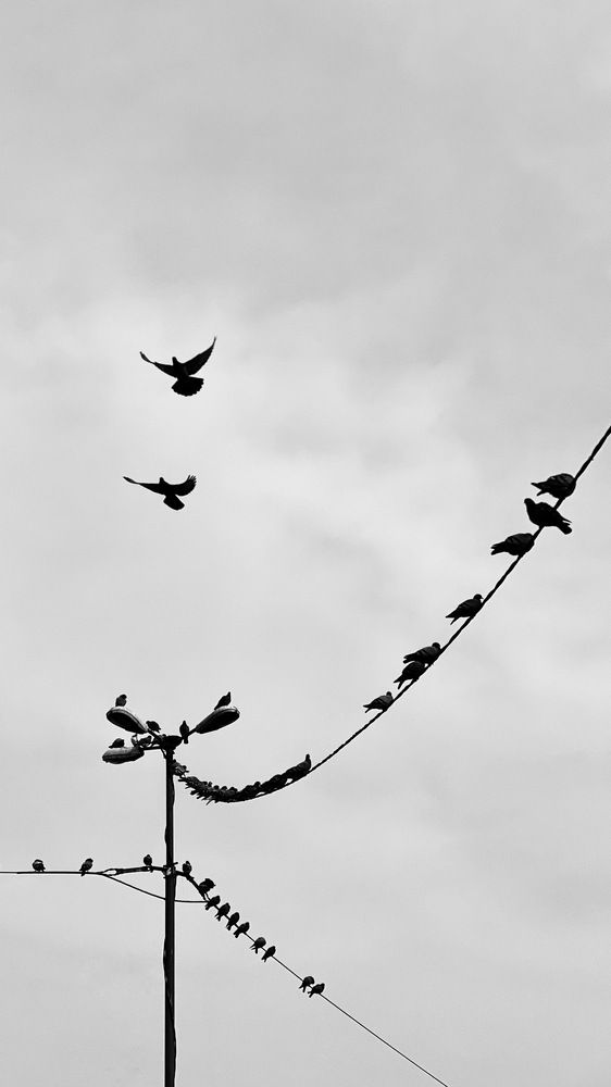 Birds in Tehran