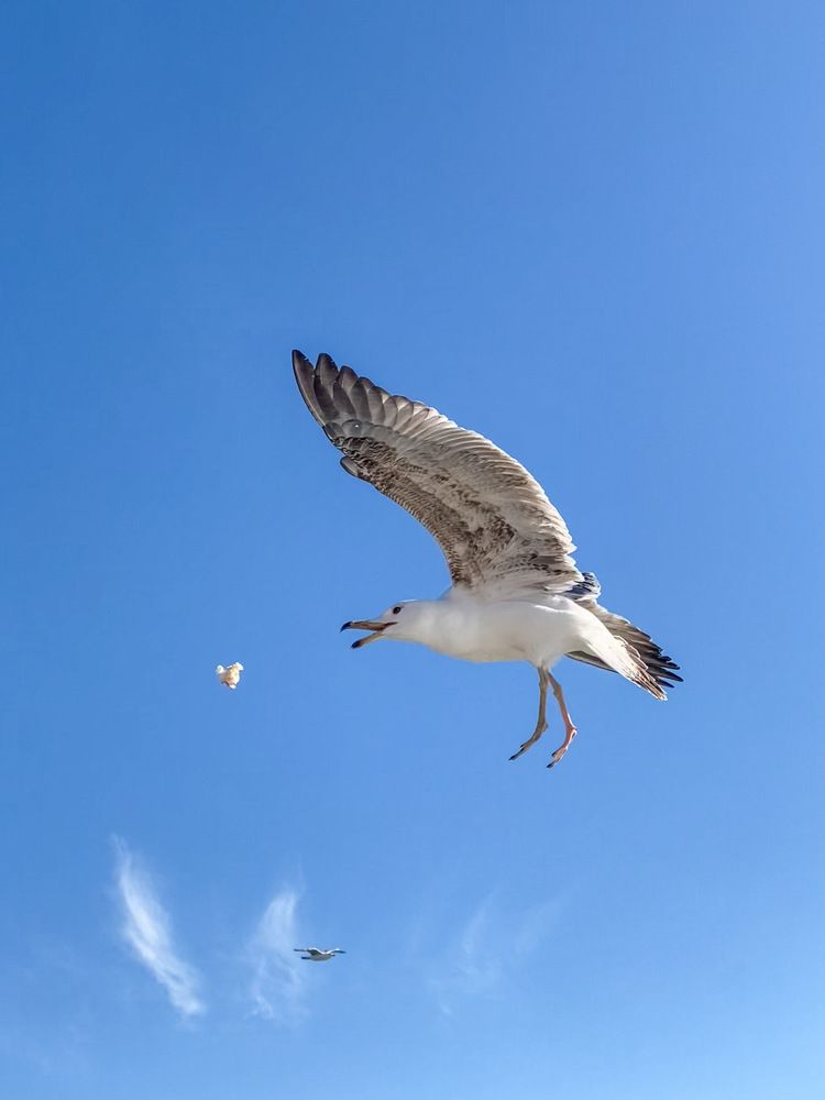 Birds in Istanbul