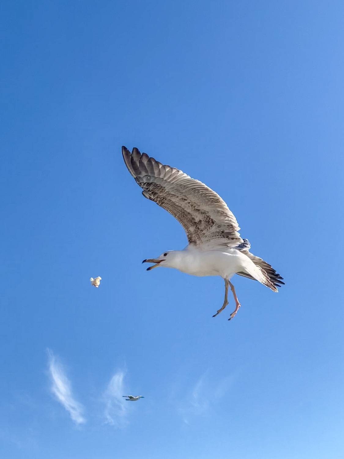 Birds in Istanbul